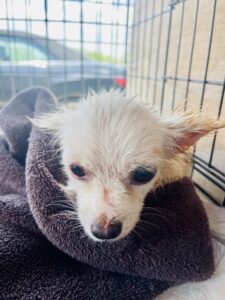 Paws_Fur_Help_2022_419