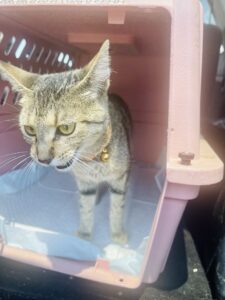Paws_Fur_Help_2022_423
