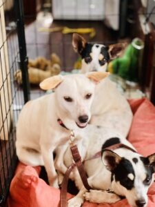 Paws_Fur_Help_2022_424