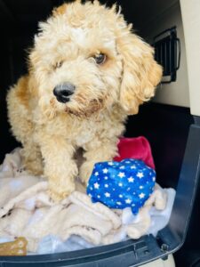 Paws_Fur_Help_2022_426