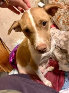 Paws_Fur_Help_2023_681