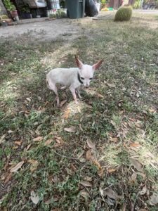 Paws_Fur_Help_2024_345